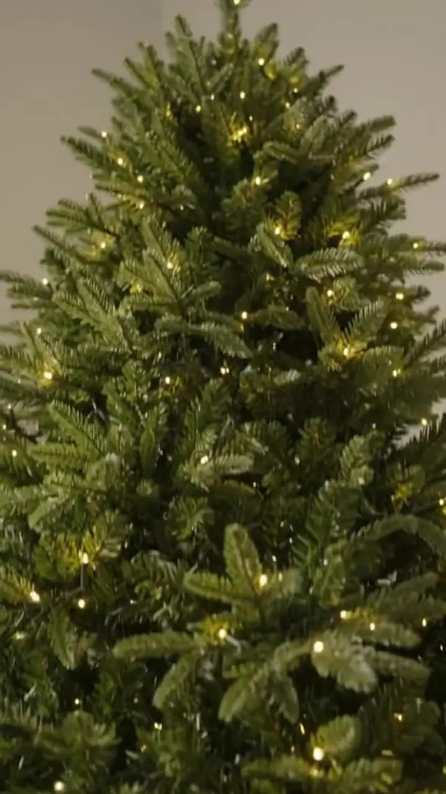 Close-up of the dense two-tone foliage on the lit tree